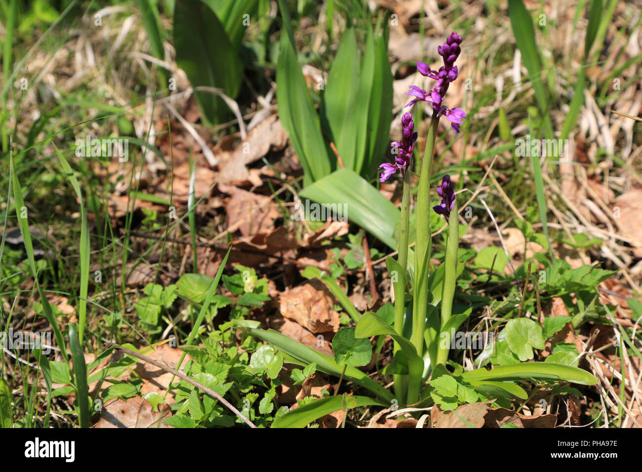 Inizio purple orchid, Orchis mascula Foto Stock