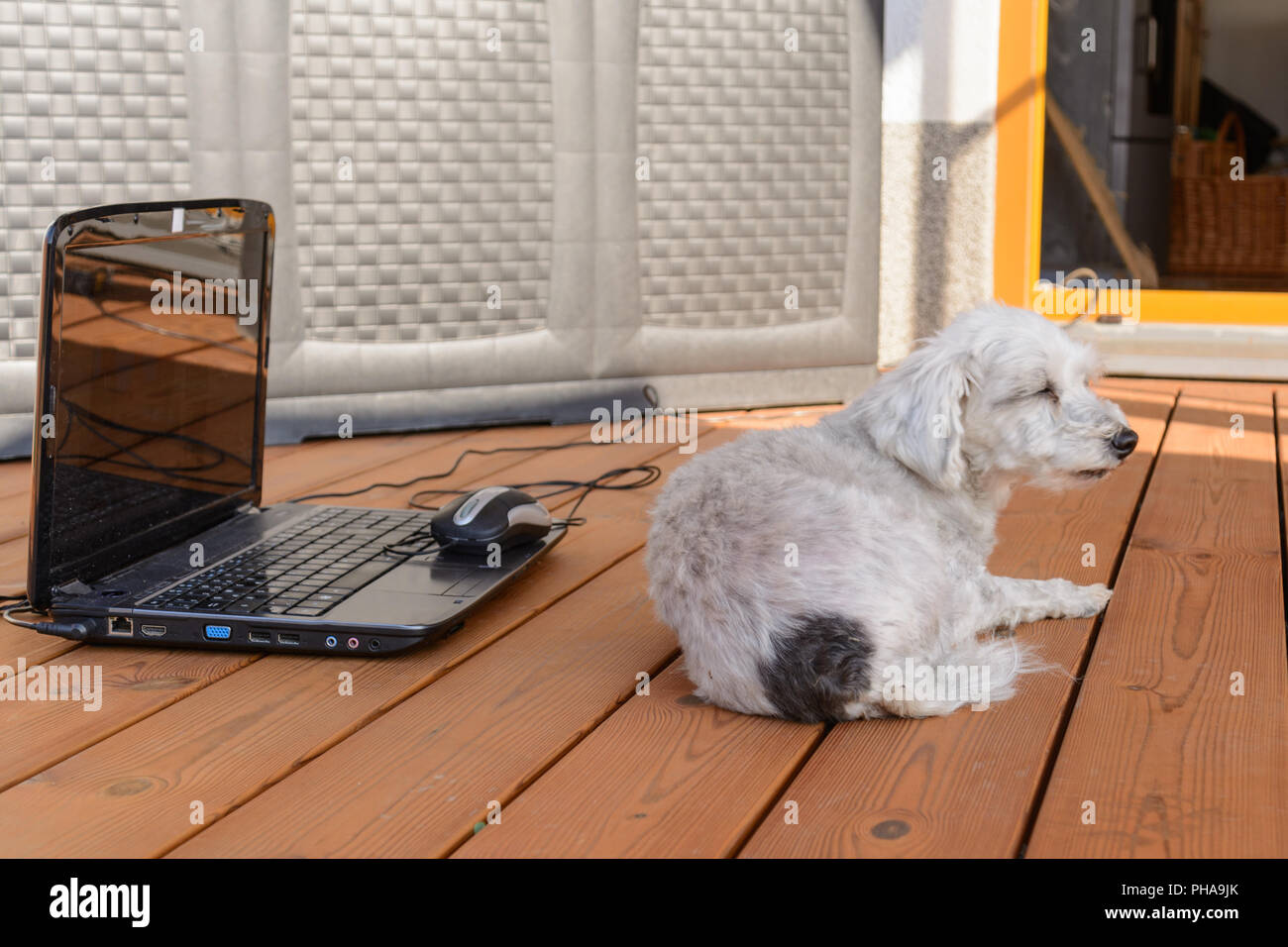 Havanese bianco è completamente disinteressato di fronte a un computer portatile Foto Stock