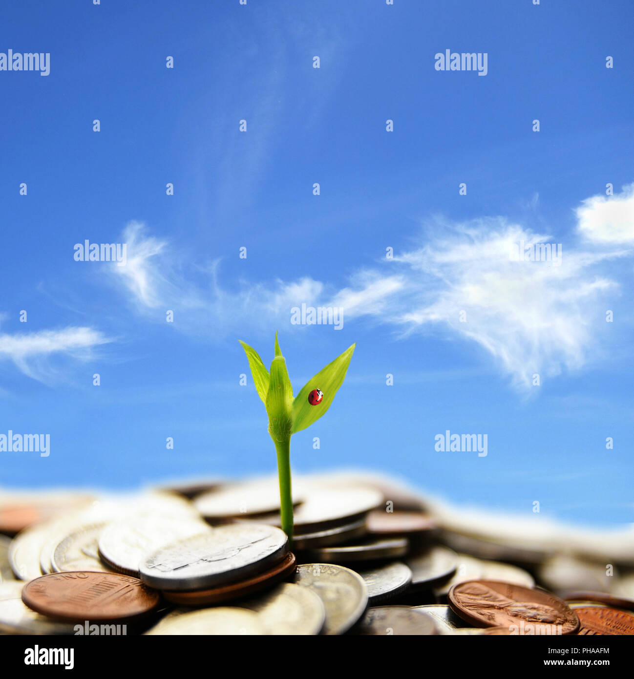 Impianto sparare la crescita Foto Stock