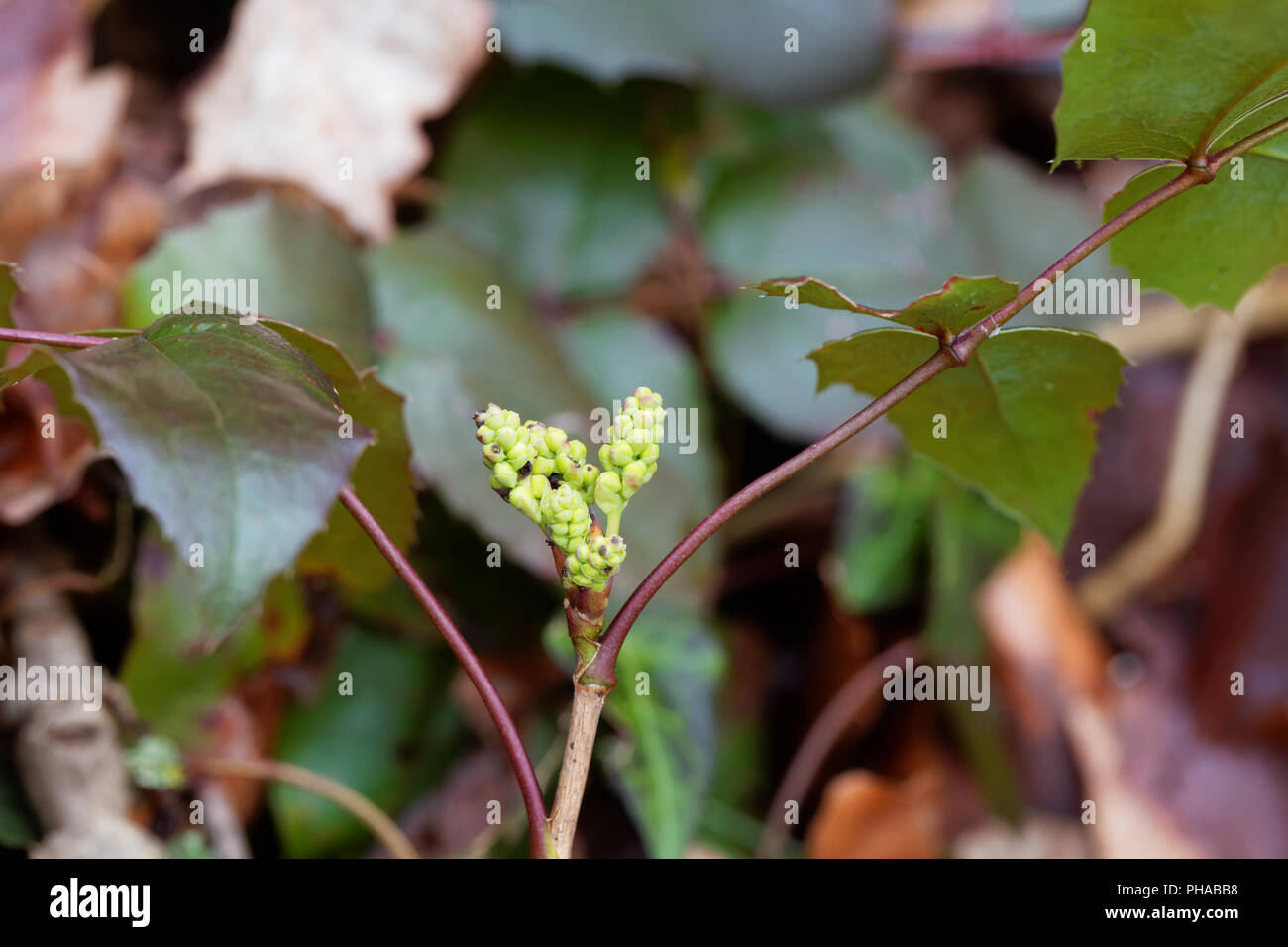 Giovani fiori di un uva di Oregon bush (Mahonia aquifolium) Foto Stock