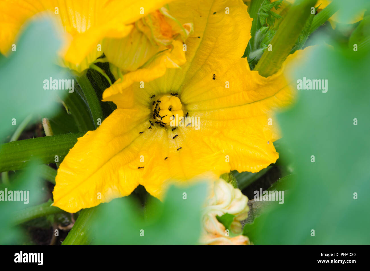 Le formiche di raccogliere il nettare da un fiore di zucca, close-up Foto Stock