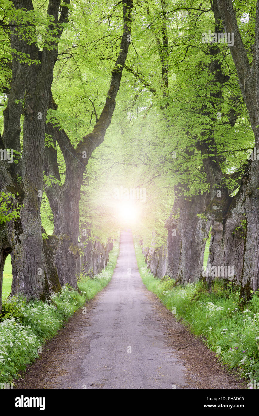 Luce misticamente alla fine del vecchio albero alley Foto Stock