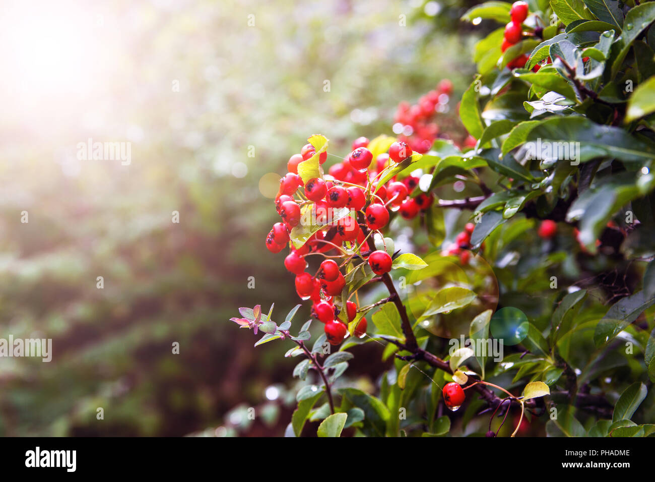 Arbusto con un sacco di bacche rosse sui rami. Foto Stock