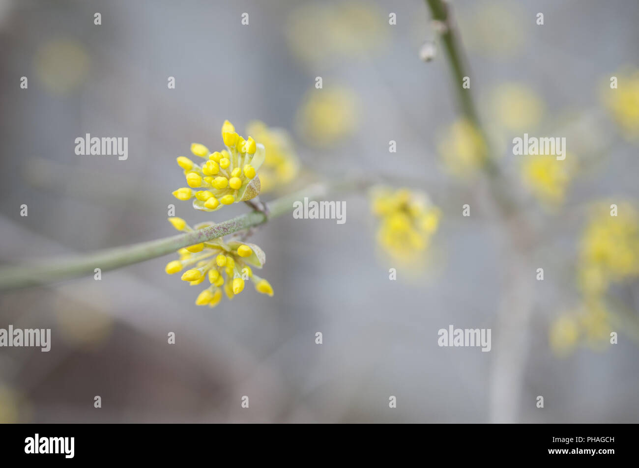 Fiore di corniola, Germania Foto Stock