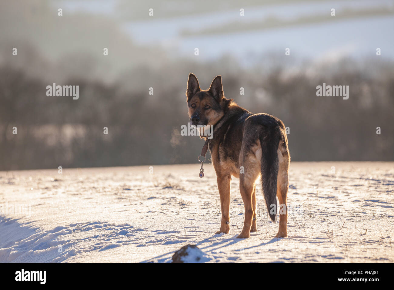 Pastore Tedesco cane in inverno Foto Stock