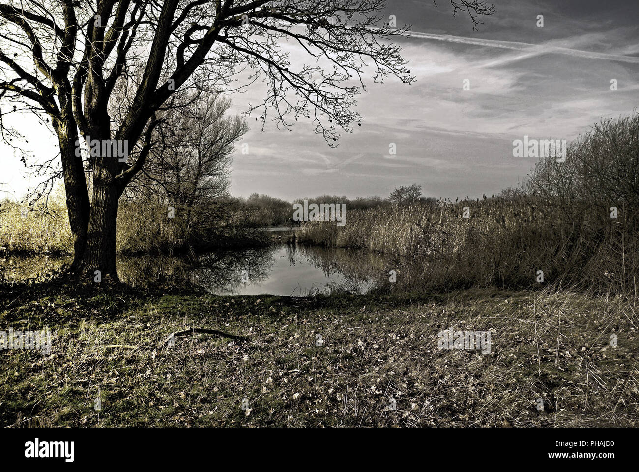 Ormeggiare in Steinhuder Meer, Germania Foto Stock