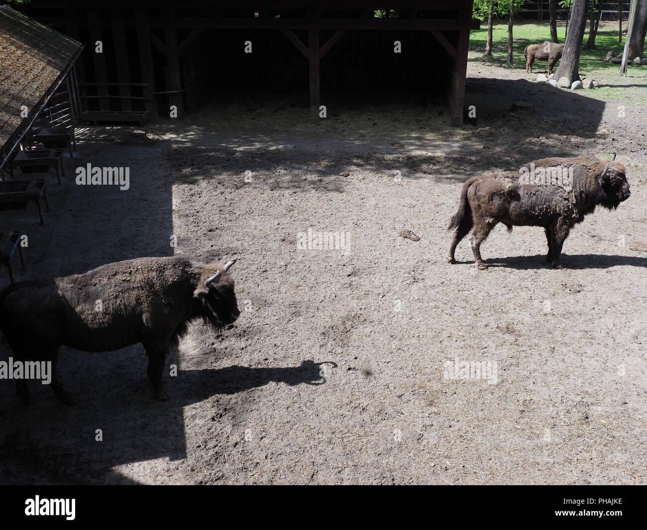 Vista di due forti bisonti europei stand di sabbia sul terreno in cabinet nella città di Pszczyna in Polonia Foto Stock