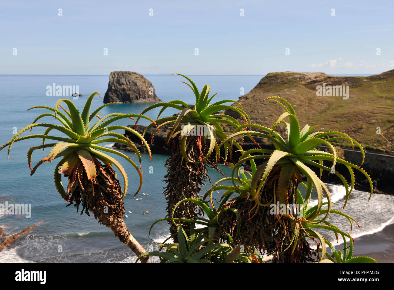 Aloe Vera a Porto da Cruz. L'isola di Madeira, Portogallo Foto Stock