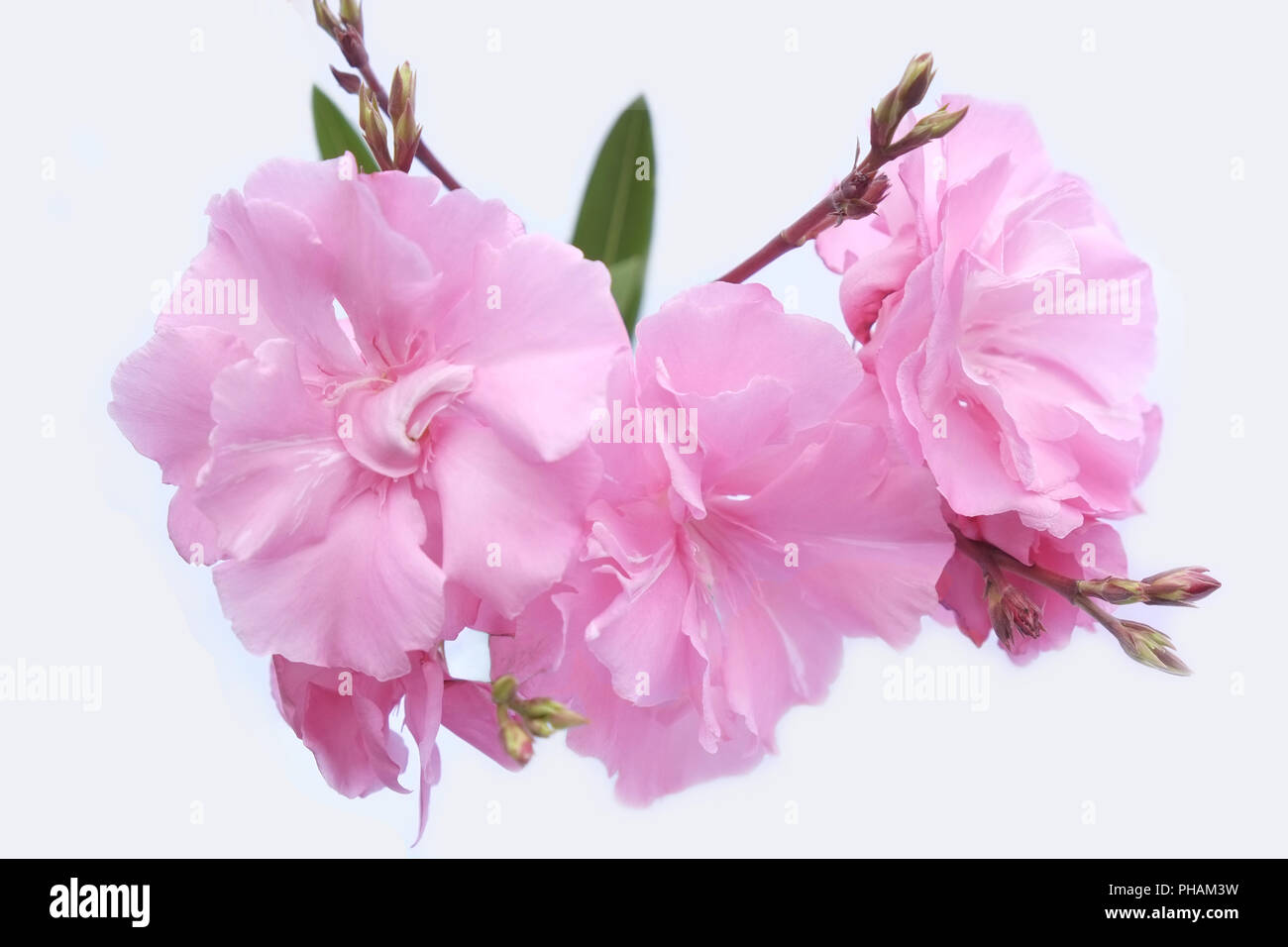 Oleander blossoms, isolato su bianco Foto Stock