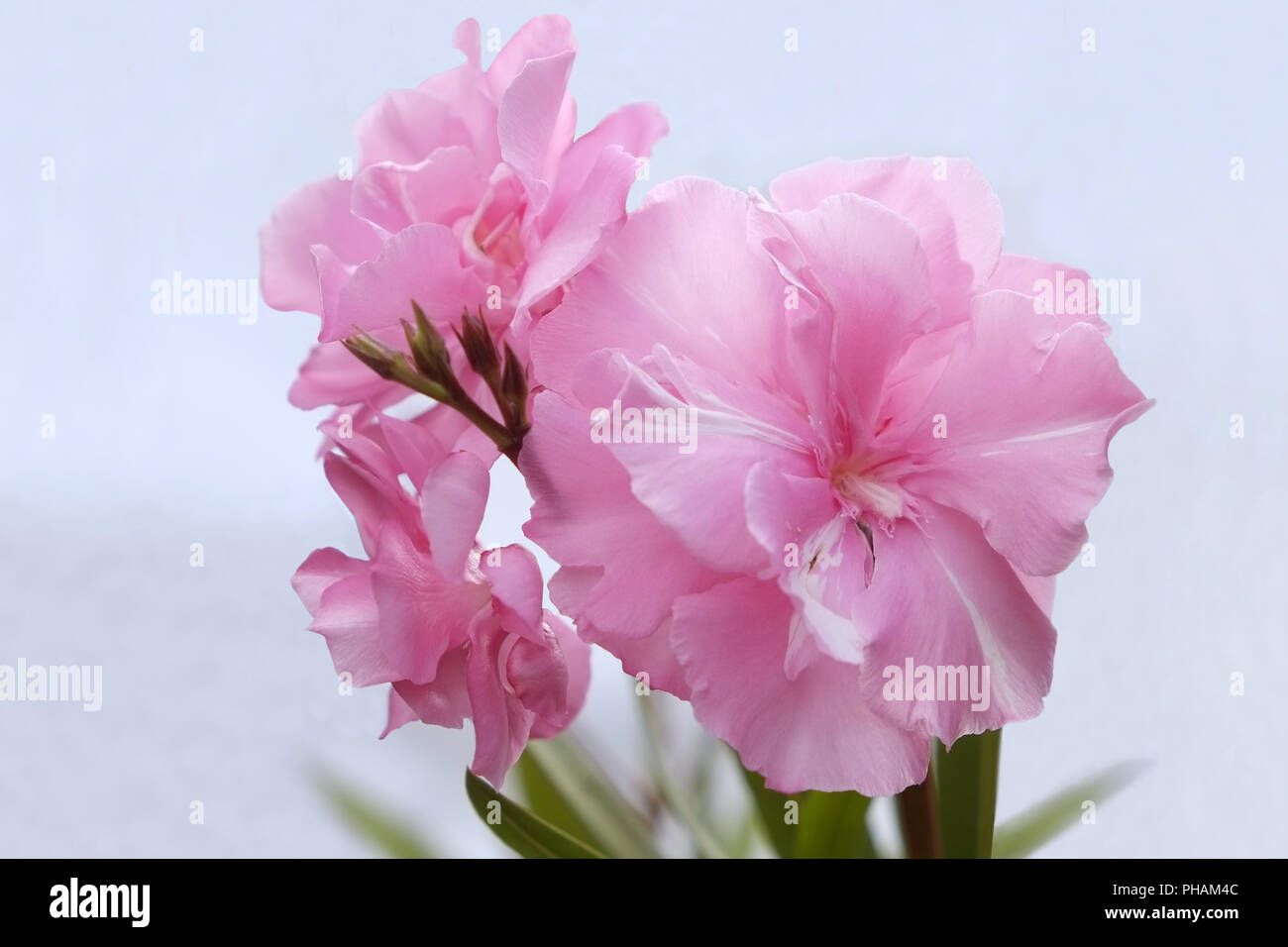 Oleander blossoms, Gli Oleandri Foto Stock