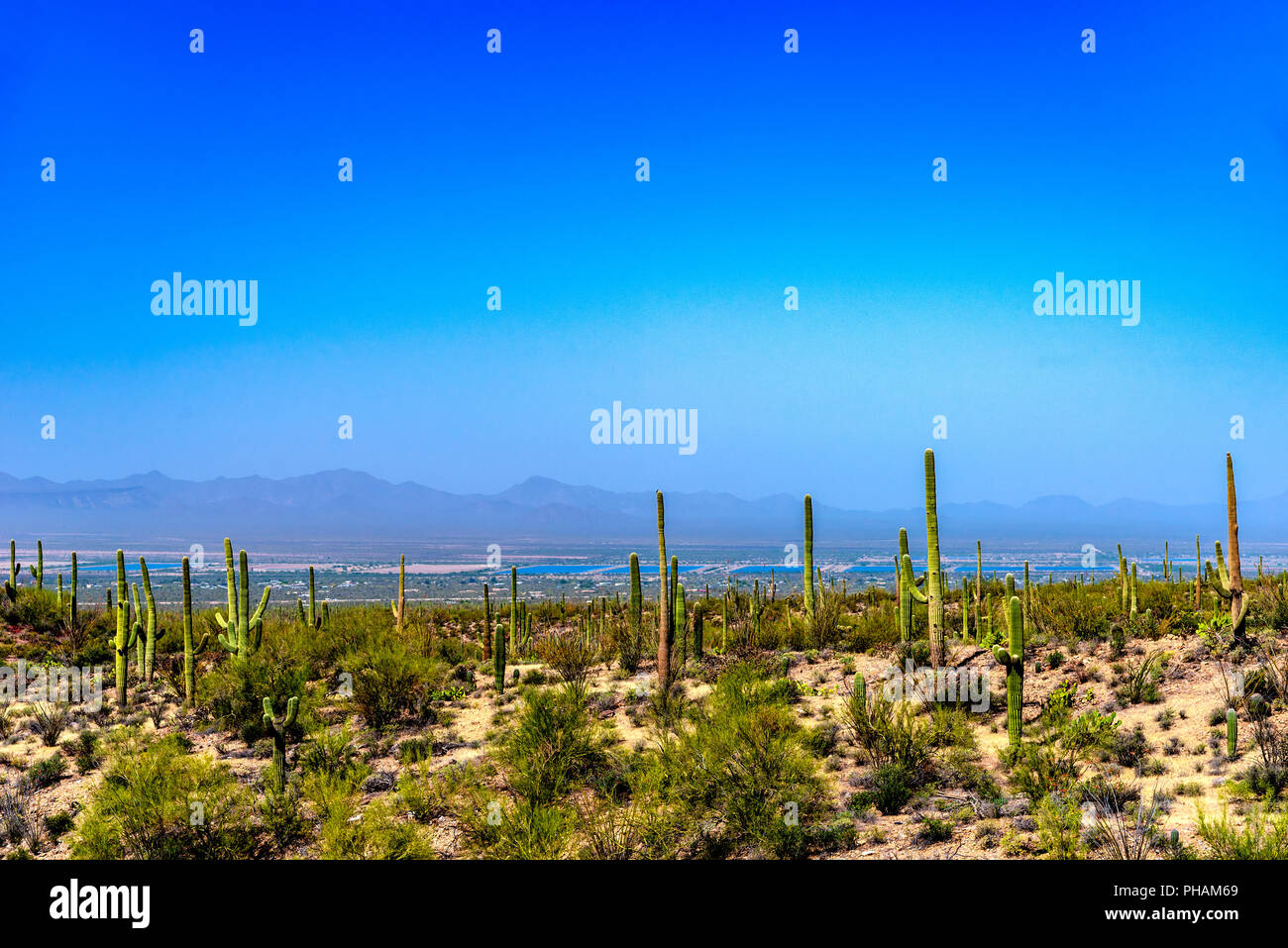 Cactus Saguaro e cespugli verdi sul fianco della collina che si affaccia sulla sottostante valle sotto il cielo blu. Foto Stock