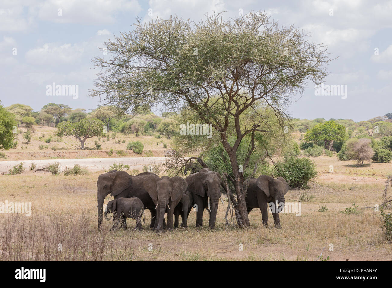 Una mandria di elefanti in Tarangire Natonalpark Foto Stock