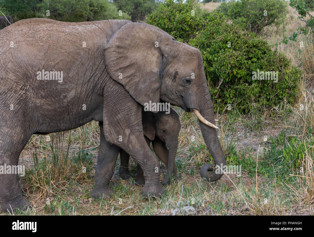 Elephant con il suo animale giovane Foto Stock