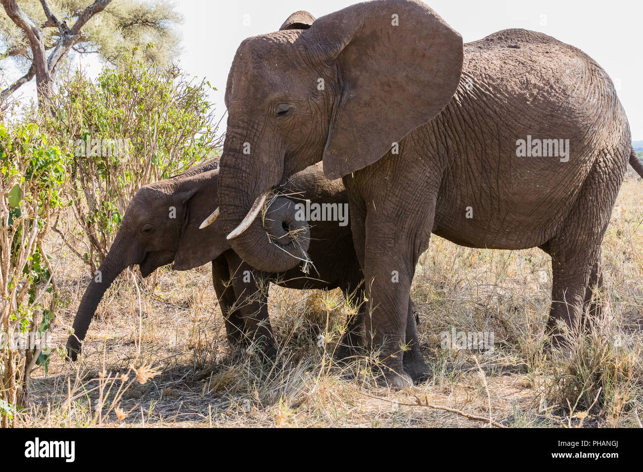Elephant con il suo animale giovane mangiare Foto Stock