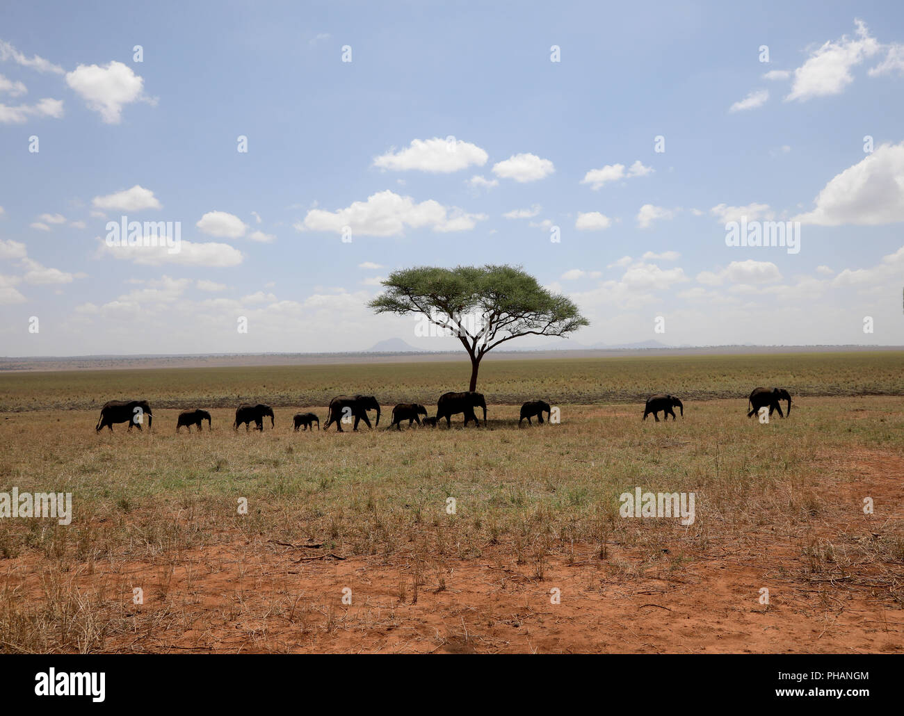 Una mandria di elefanti nel Savannha, Parco Nazionale di Tarangire e Foto Stock