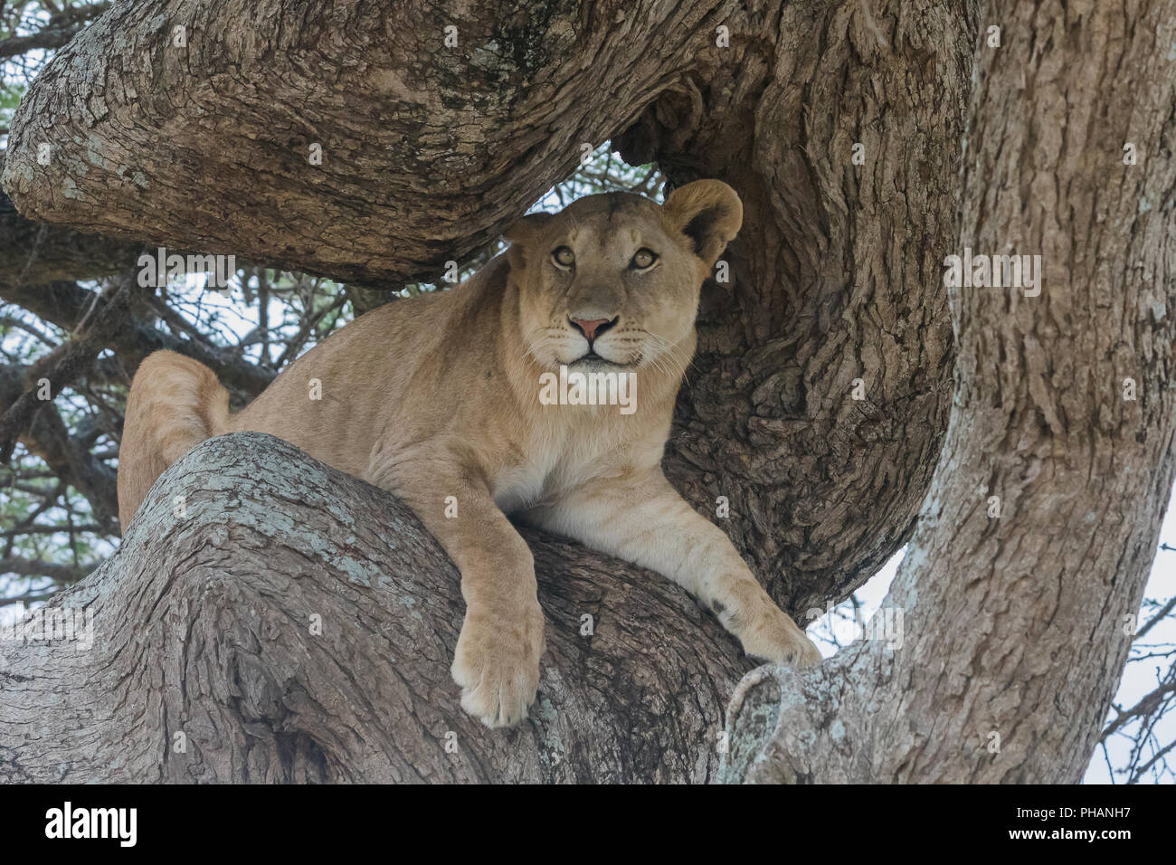 Leonessa sul guardare nel Parco Nazionale del Serengeti Foto Stock