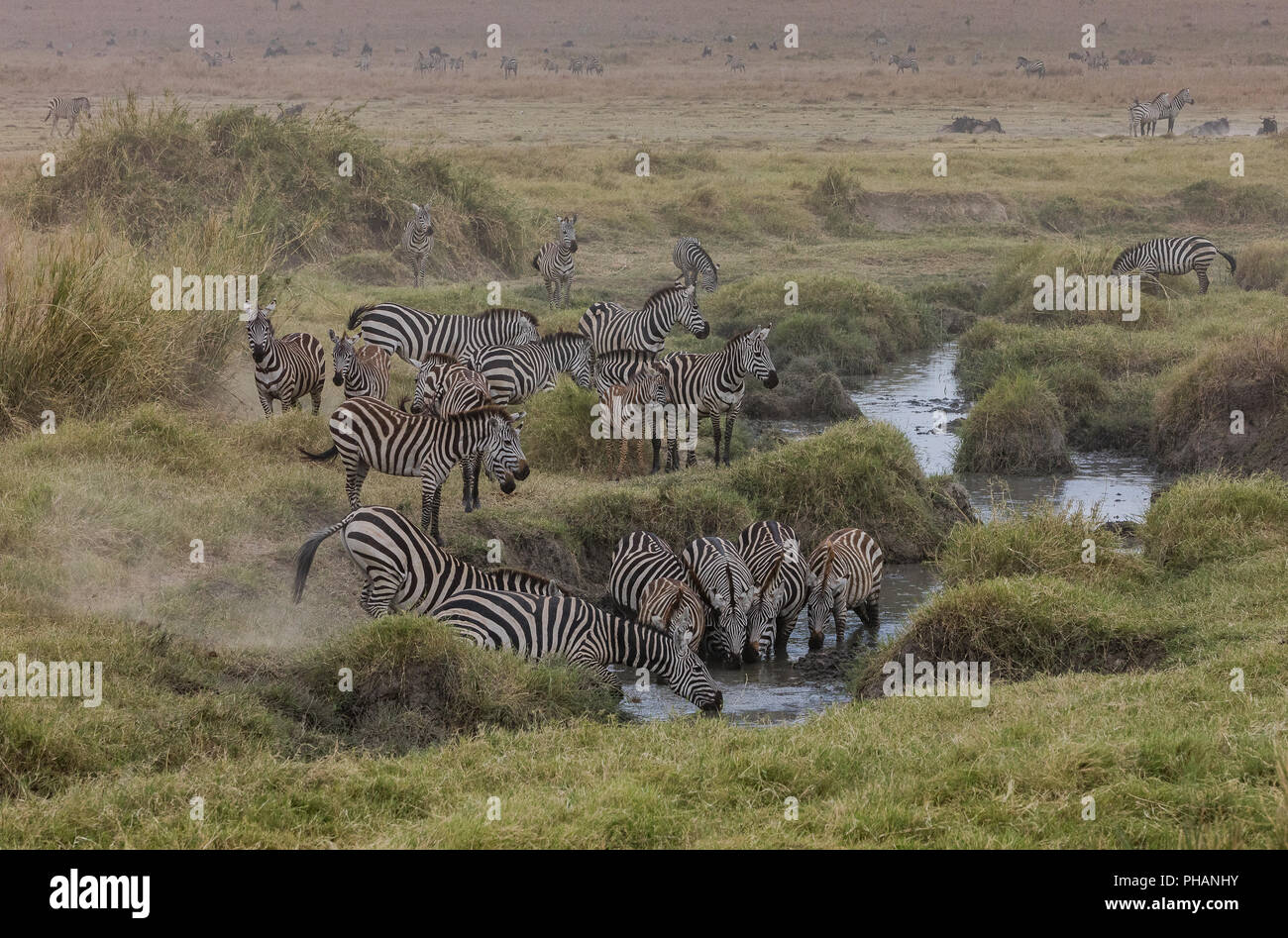 Zebra mandria mentre si beve nel Parco Nazionale del Serengeti Foto Stock