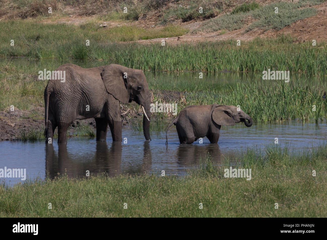 Elefante con la sua giovane animale di bere Foto Stock