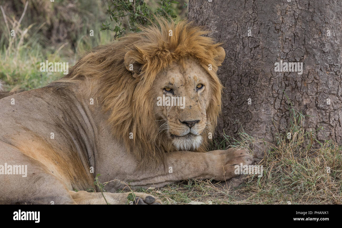 Lion guardando, nel Parco Nazionale del Serengeti Foto Stock
