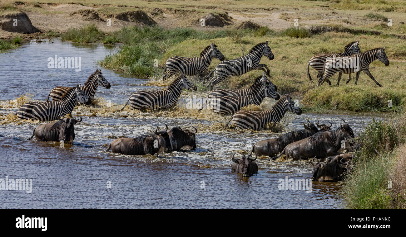 Zebra mandria e Gnus mandria, fuga dall'acqua Foto Stock