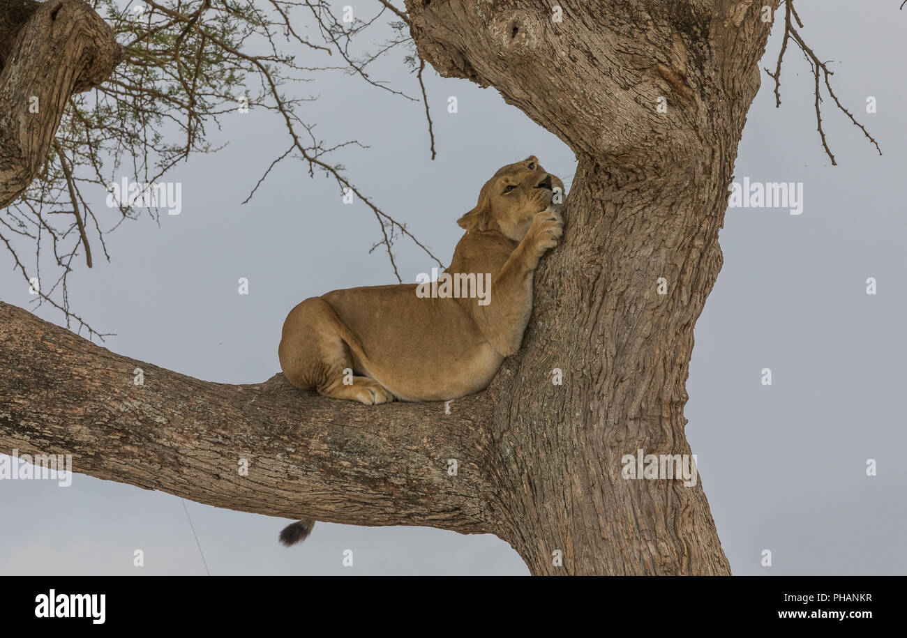 Leonessa sull'albero nel Parco Nazionale del Serengeti Foto Stock