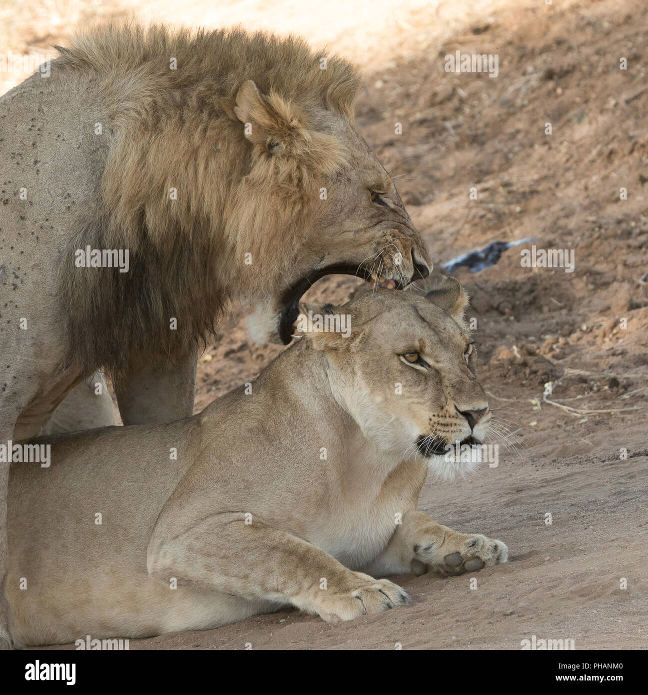 I Lions, lei mi piace! Foto Stock