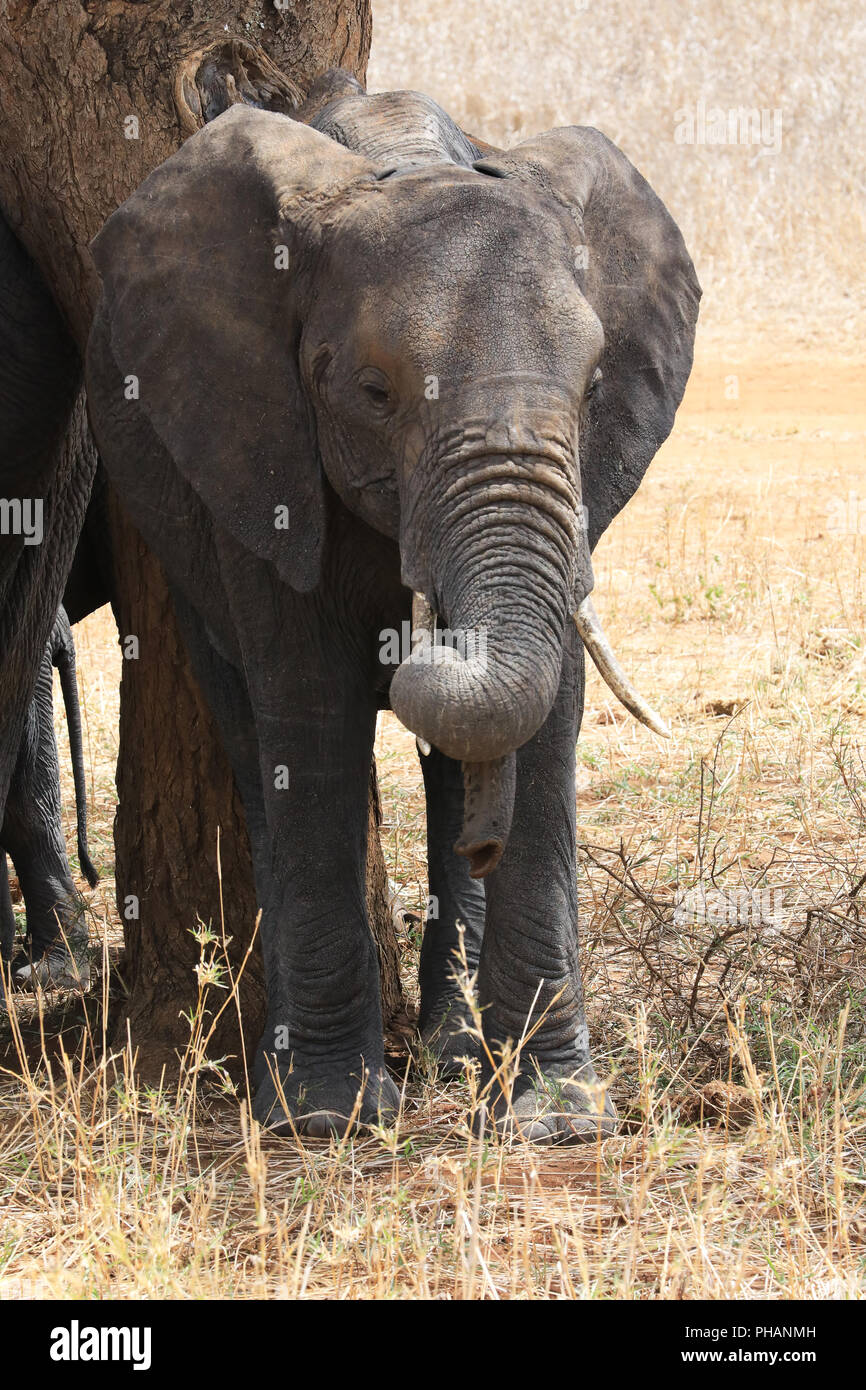 Elephant giovane animale nel Parco Nazionale del Serengeti Foto Stock