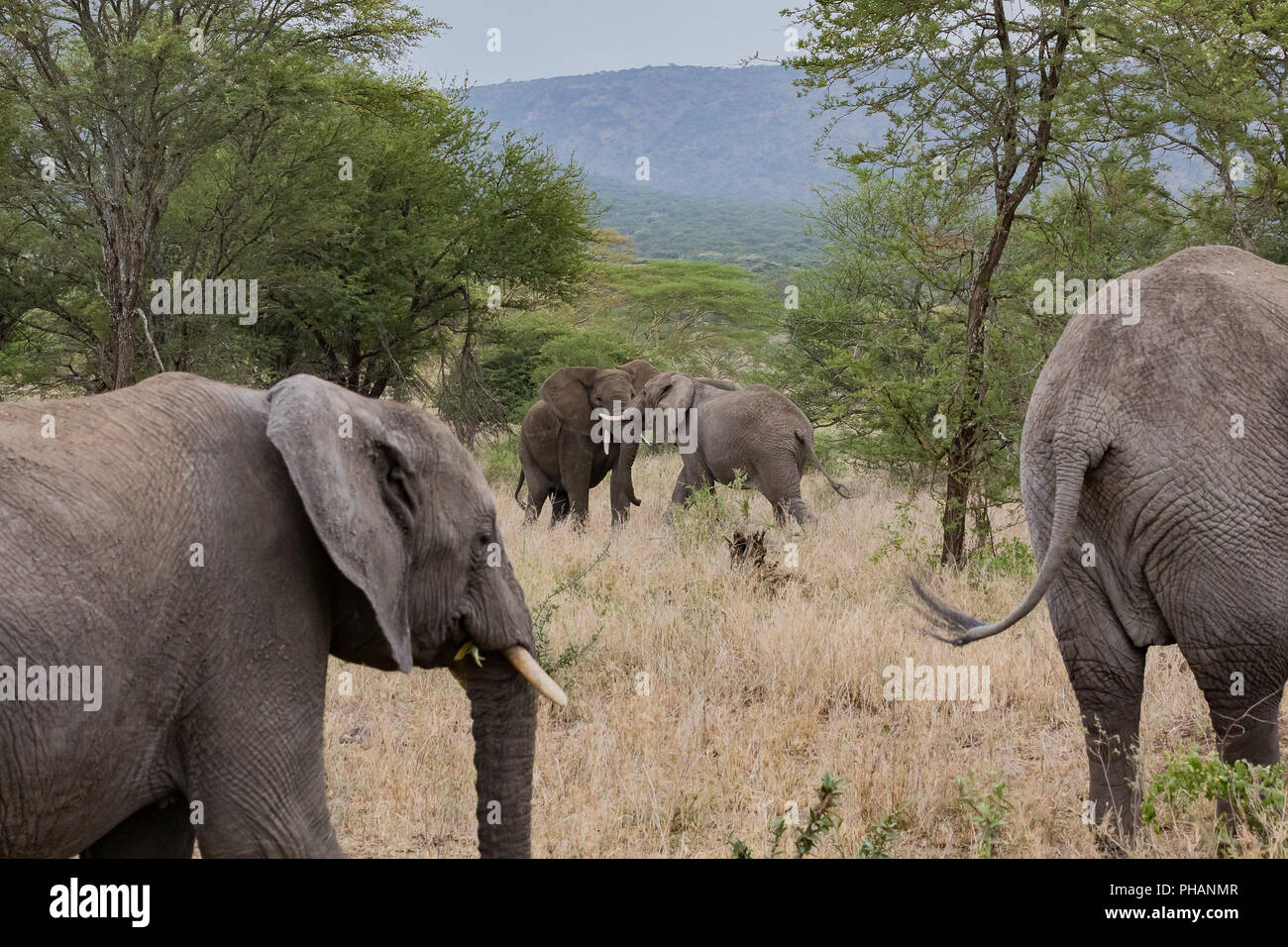 Combattimenti di elefanti nel Parco Nazionale del Serengeti Foto Stock