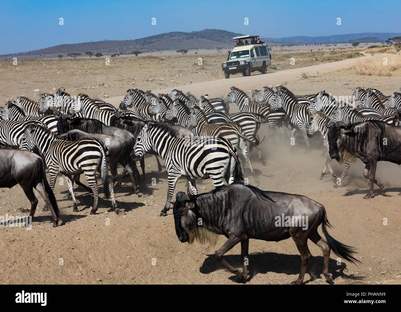 Zebra mandria e Gnus mandria di corsa Foto Stock