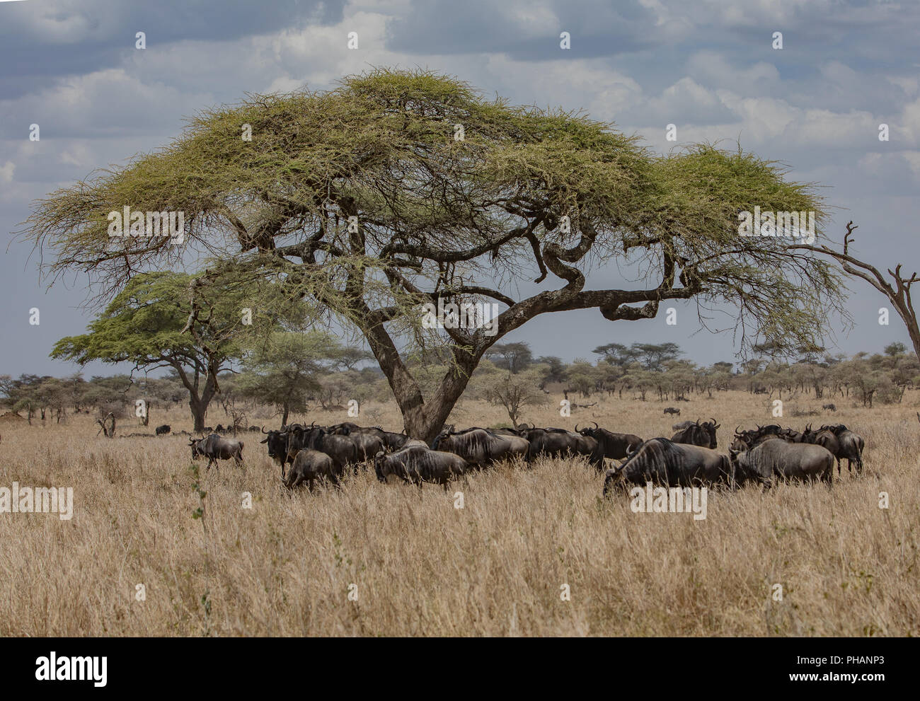 Gnus mandria nel Parco Nazionale del Serengeti Foto Stock