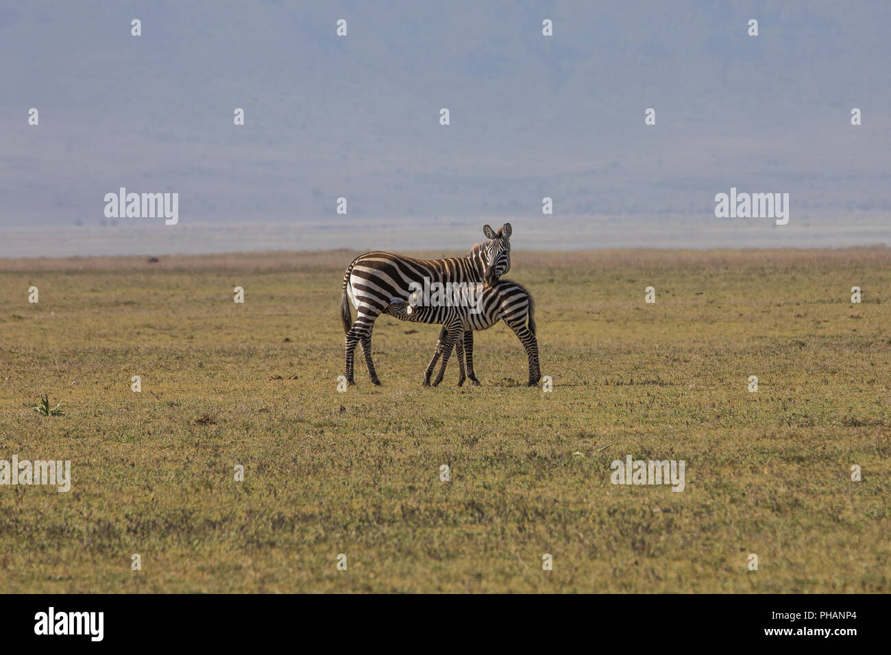 Zebra con il suo animale giovane Foto Stock