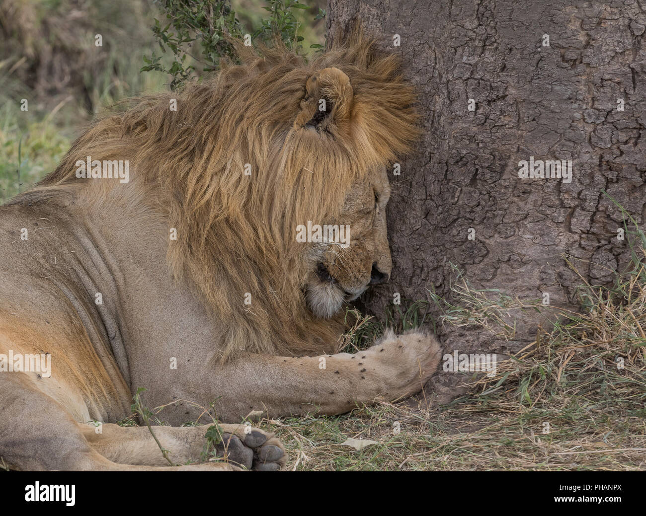 Lion presso il NAP, nel Parco Nazionale del Serengeti Foto Stock