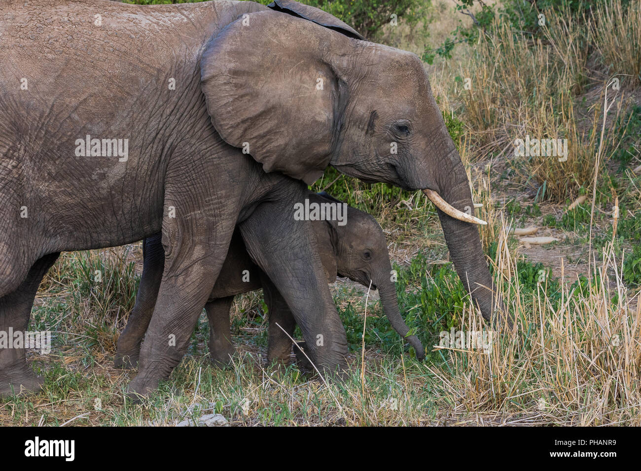 Elephant con il suo animale giovane Foto Stock