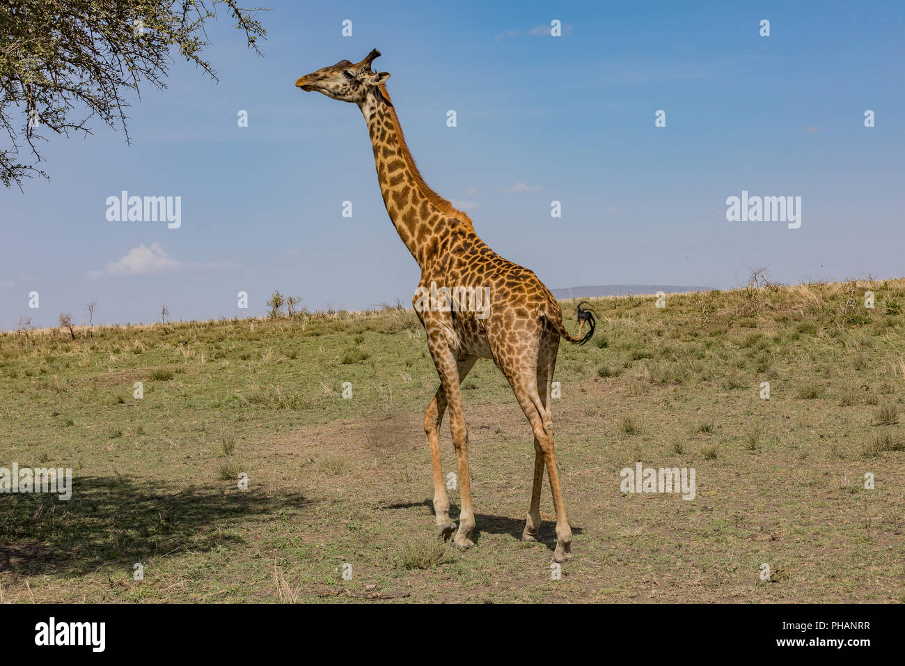 La giraffa nel Parco Nazionale di Tarangire e Foto Stock