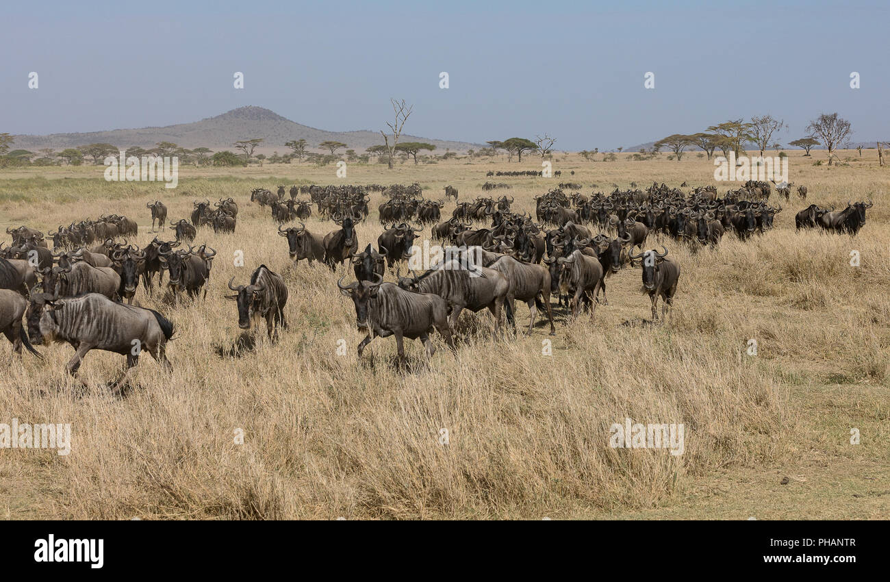 Gnus mandria nel Serengeti Foto Stock