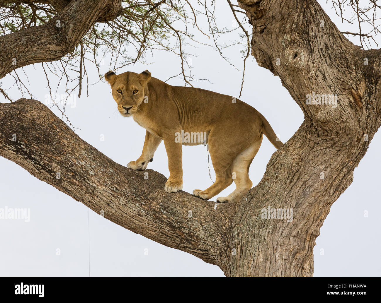 Leonessa sul guardare nel Parco Nazionale del Serengeti Foto Stock