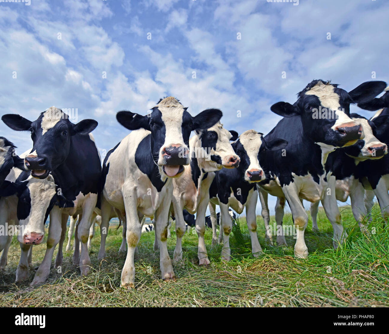 Curioso mucche da vicino Foto Stock