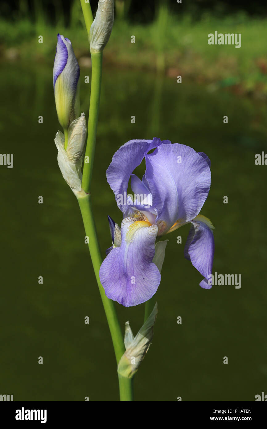 Iris barbuto, Iris germanica Foto Stock