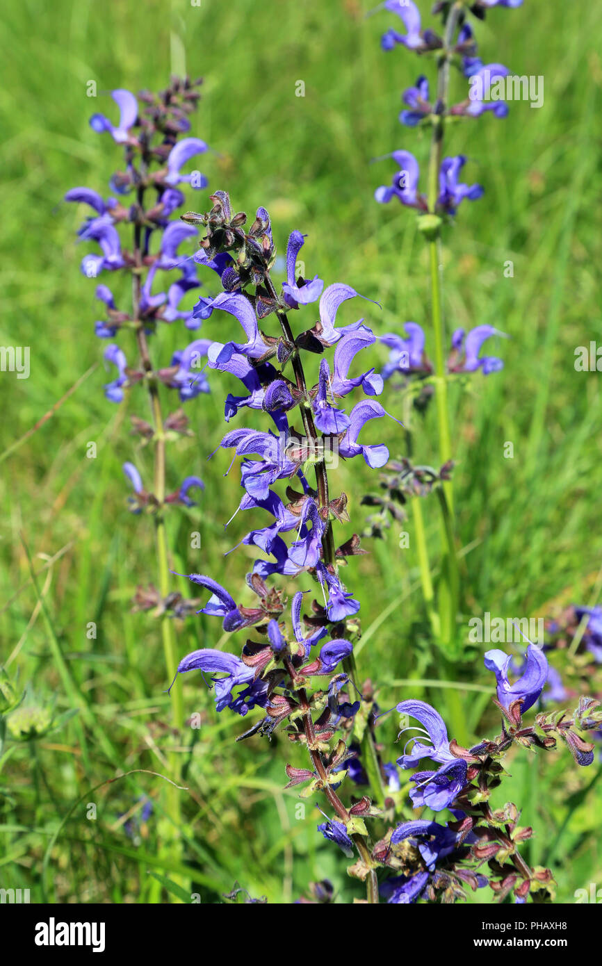 Prato Salvia, Salvia pratensis Foto Stock