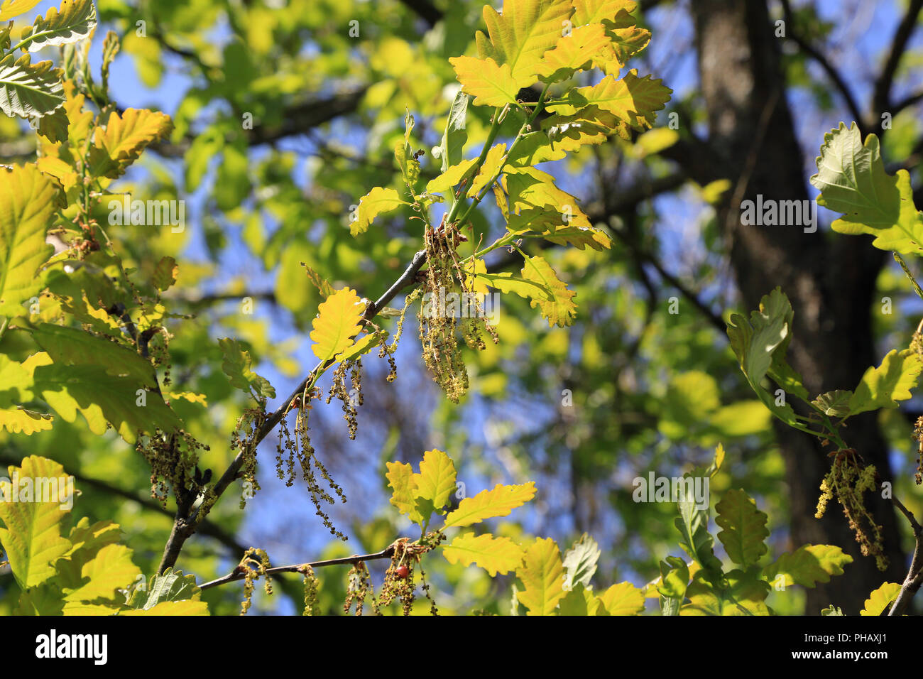 Le foglie e i fiori di Quercia europea, Quercus robur Foto Stock
