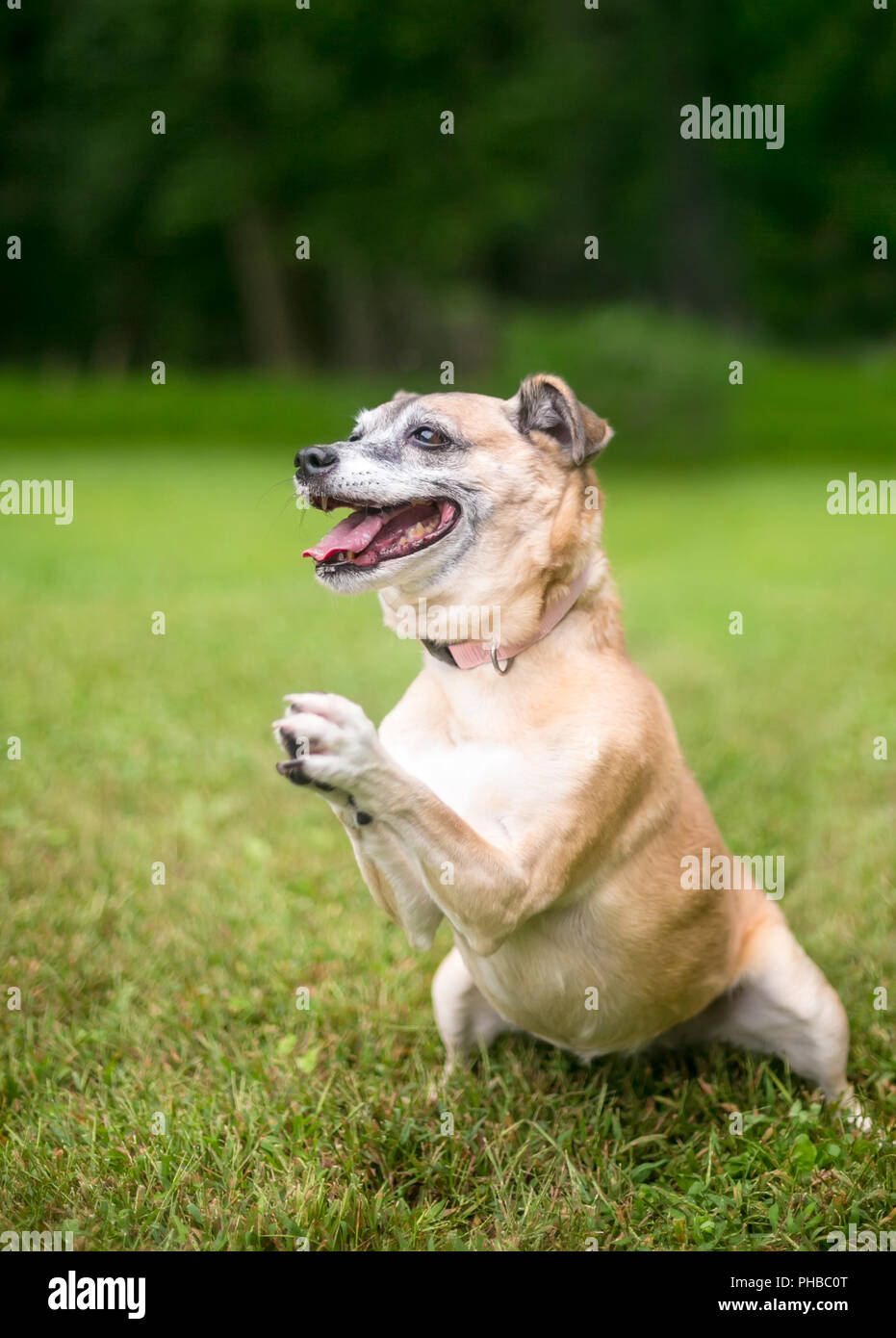 Una piccola razza cane di eseguire un trick con le sue zampe anteriori insieme in un gesto di preghiera Foto Stock