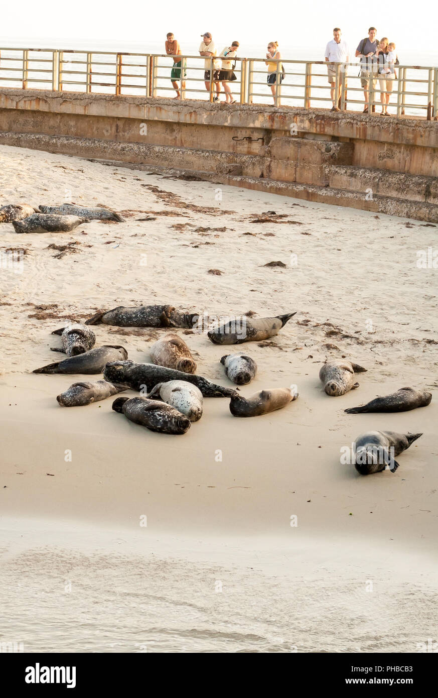 I turisti la visualizzazione delle guarnizioni del porto a casa Spiaggia, noto anche come la piscina per i bambini, a La Jolla California Foto Stock