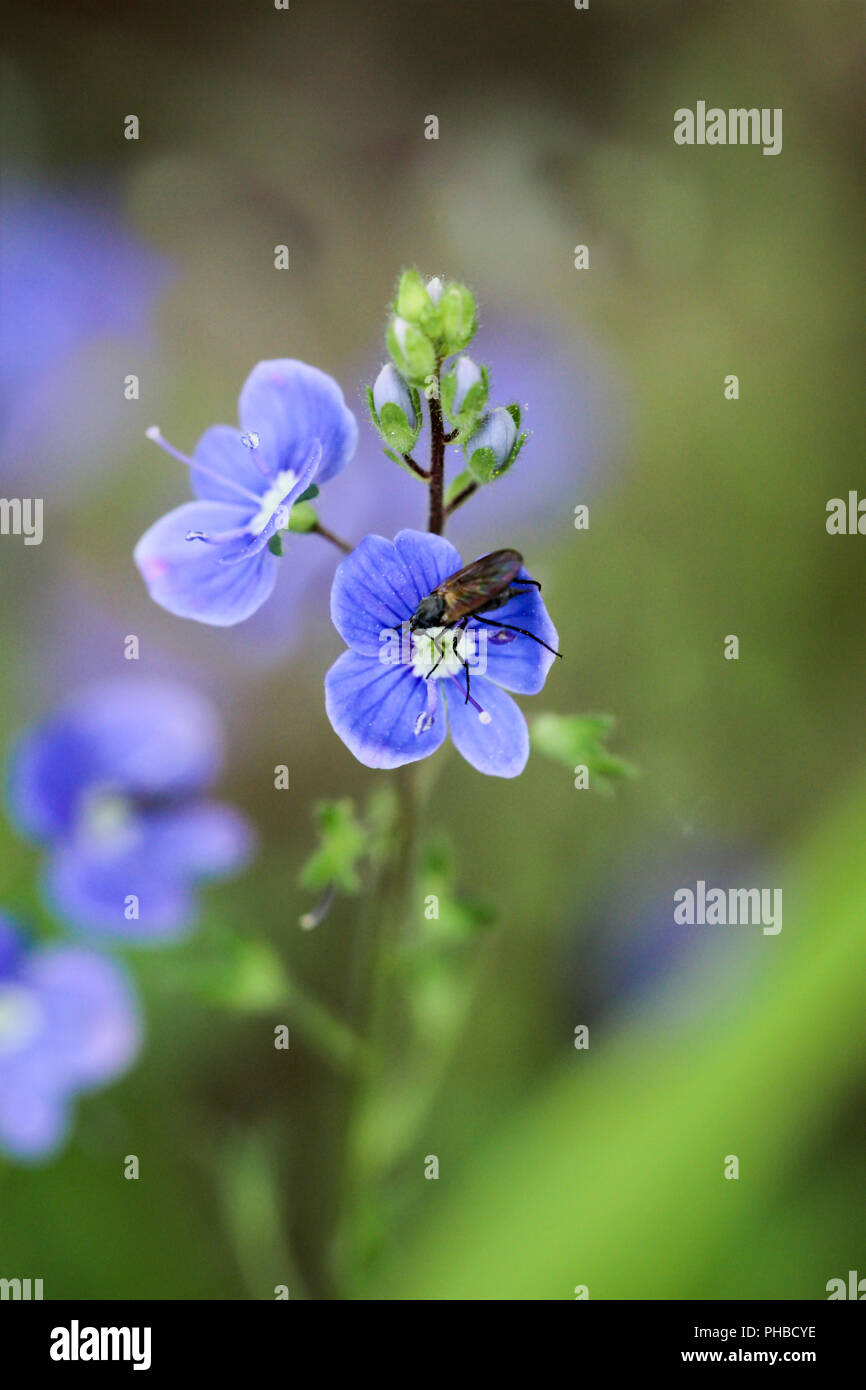 Veronica blu fiore, natura, vegetali, fly Foto Stock