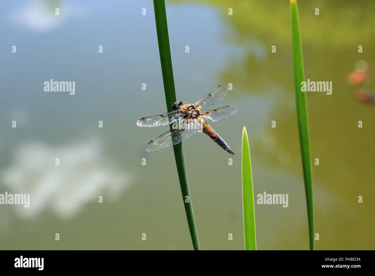 Quattro spotted chaser, Libellula quadrimaculata Foto Stock