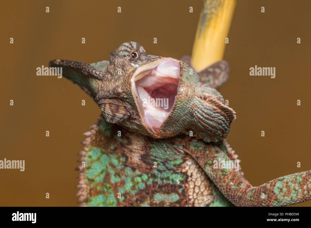 Camaleonte Chamaeleo Calyptratus - Yemen chameleon - Camaleonte velato Foto Stock