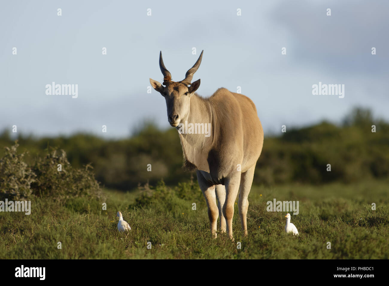 Comune di pascolo Eland, Addo Elephant National Park Foto Stock