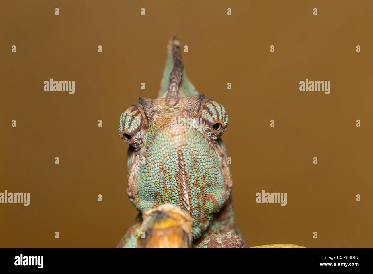 Camaleonte Chamaeleo Calyptratus - Yemen chameleon - Camaleonte velato Foto Stock