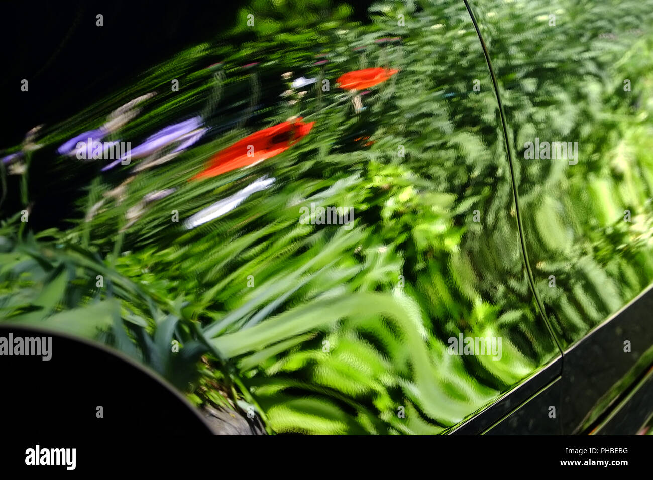 La riflessione di un letto di fiori in lucida vernice per auto Foto Stock