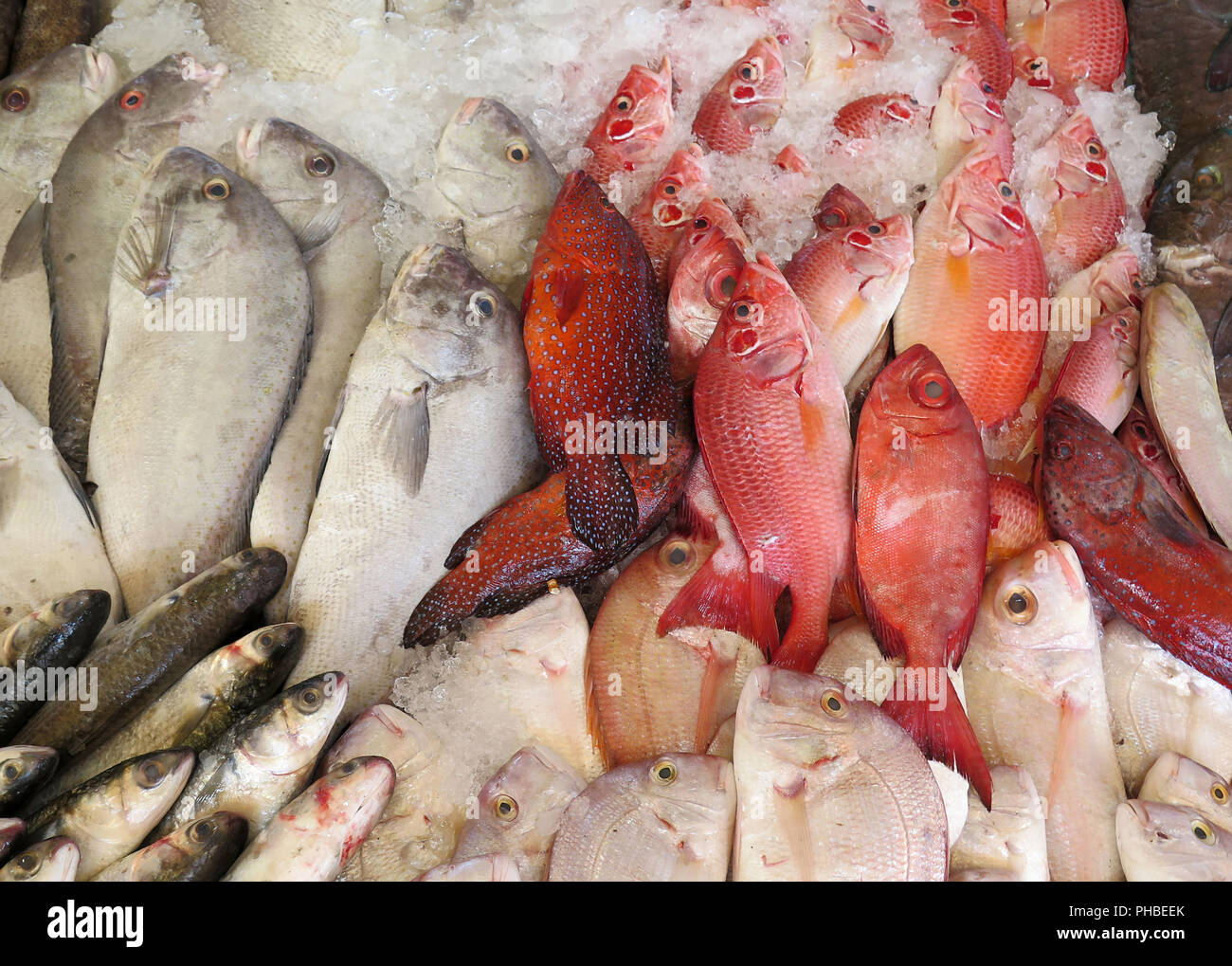 Fischmarkt, Hurghada, Aegypten ha Foto Stock