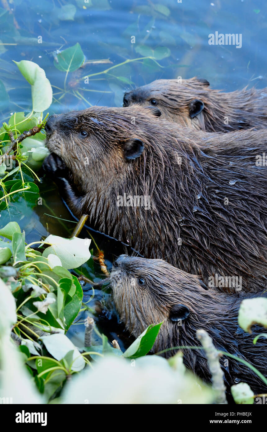 Tre castori "Castor canadenis"; l'alimentazione di una pila di aspen rami in acqua del loro beaver pond in rural Alberta Canada Foto Stock